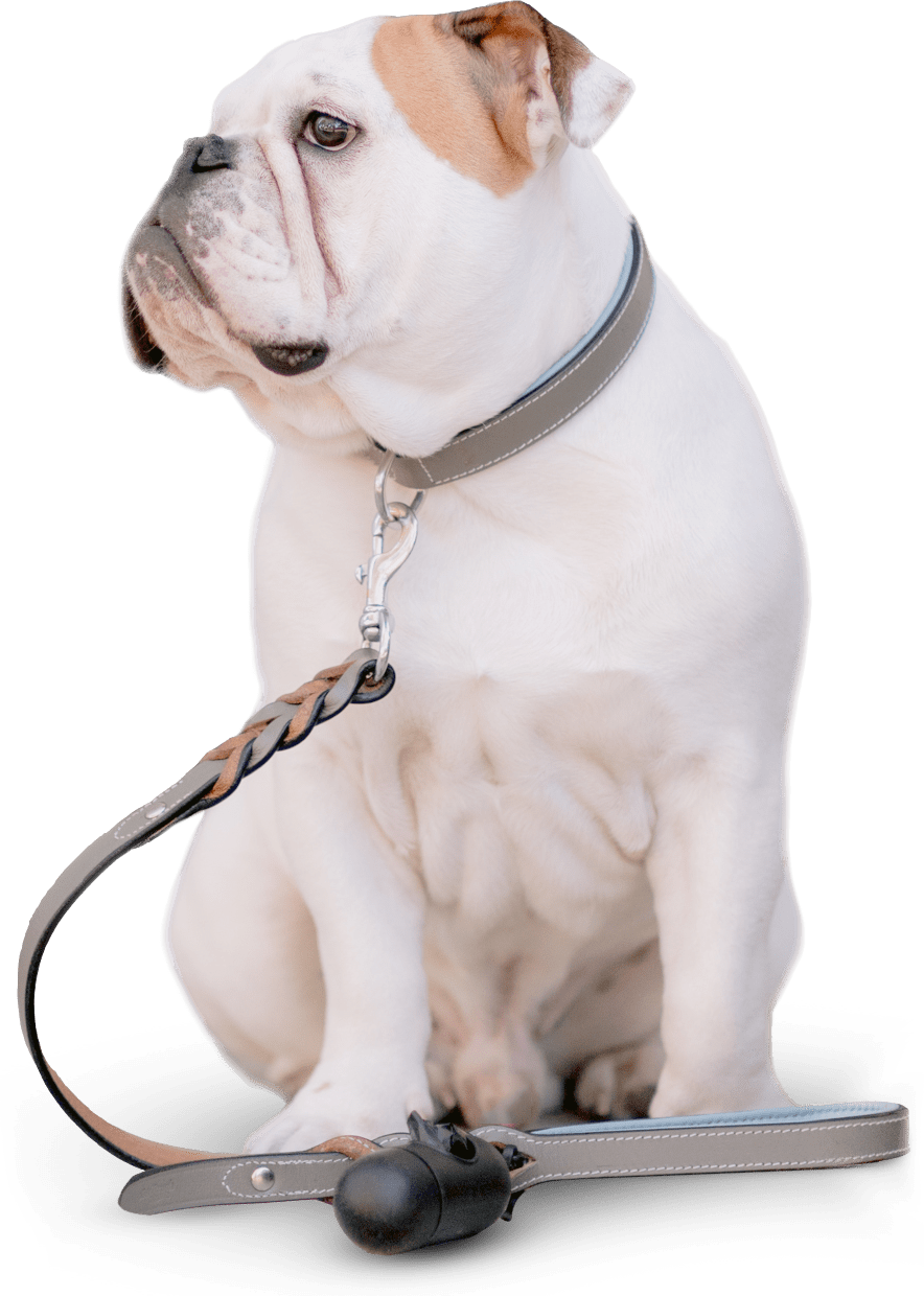 Bulldog on Leash